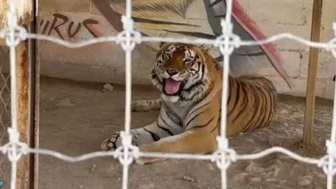 Tigre en Ranchito Safari