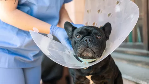 Esterilización en Chihuahua