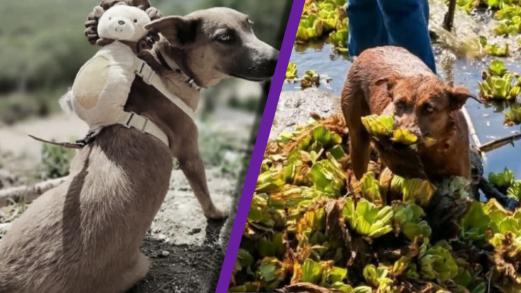 ¡IMPACTANTE! Muere ‘Beni’ perrita que limpiaba presa en Oaxaca; fue envenenada y así reaccionó la gente al enterarse.webp