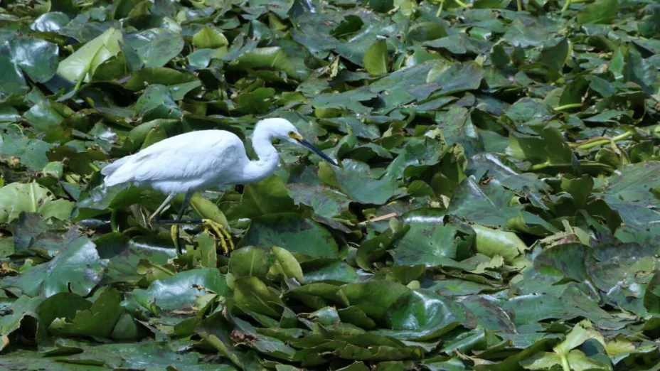 garza_sedema.jpg