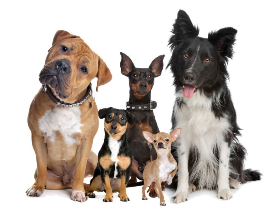 de que evolucionaron los perros