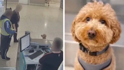 Mujer arrestada abandonar a perro en aeropuerto de Las Vegas