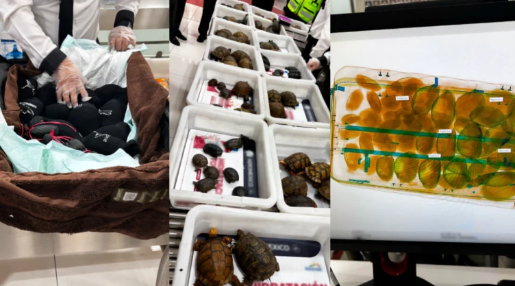 Rescatan a 137 ranas y tortugas en Aeropuerto Internacional CDMX