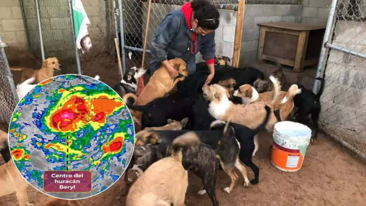 Estos son los REFUGIOS TEMPORALES para animales en Quintana Roo por la llegada del huracán Beryl