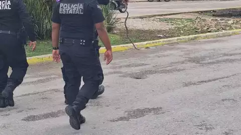 FOTOS Rescatan una culebra que estuvo a punto de ser atropellada