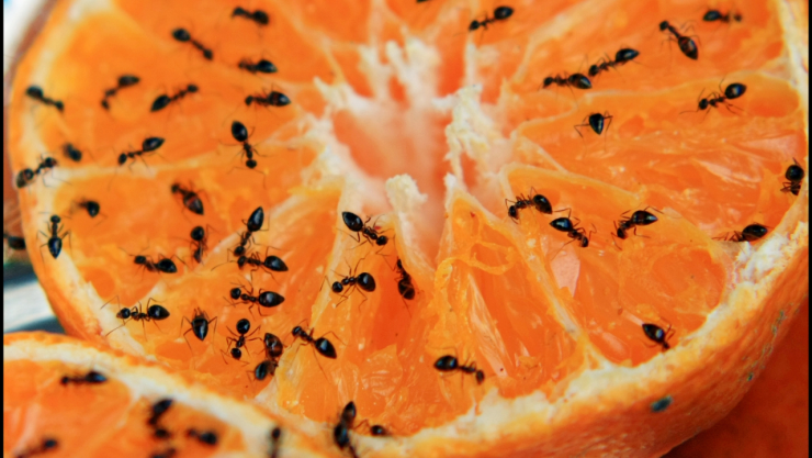 hormigas fruta