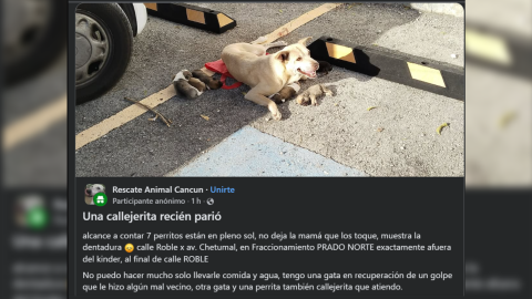 PERRITA BEBÉS PRADO NORTE CANCÚN RESCATE.webp