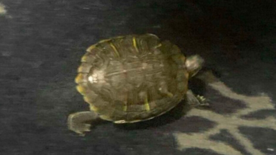 Yankees de Nueva York tienen tortuga Bronxie