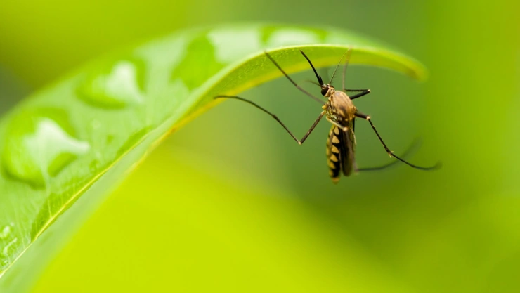 Estas plantas sirven como repelente natural para ahuyentar moscas y mosquitos