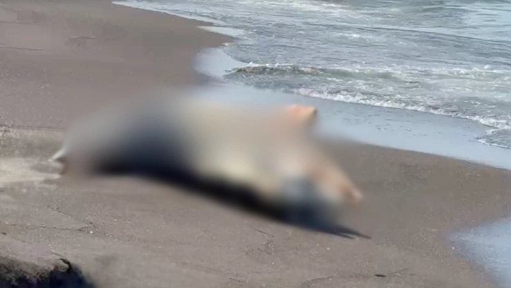 Hallan delfín muerto en playa de Alvarado, Veracruz