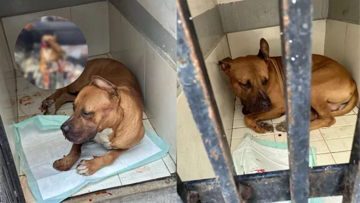 Perro resulta herido por un explosivo en la colonia Rincón de Urías en Mazatlán..jpg