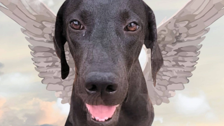 ¿De qué MURIÓ Negrita? Así fueron los últimos días de la perrita que fue atropellada 3 veces en Kanasín