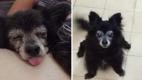 perrita moni secuestrada coyoacán