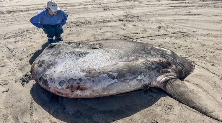 El pez luna de dos metros que apareció en una playa de Oregón