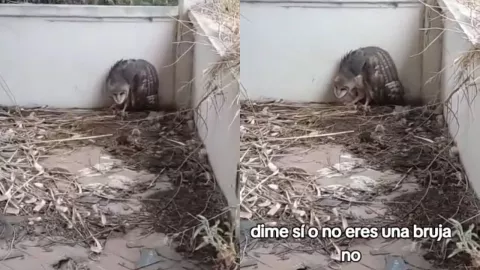 VIDEO | Captan extraña criatura en Ciudad Juárez; creen podría ser una bruja