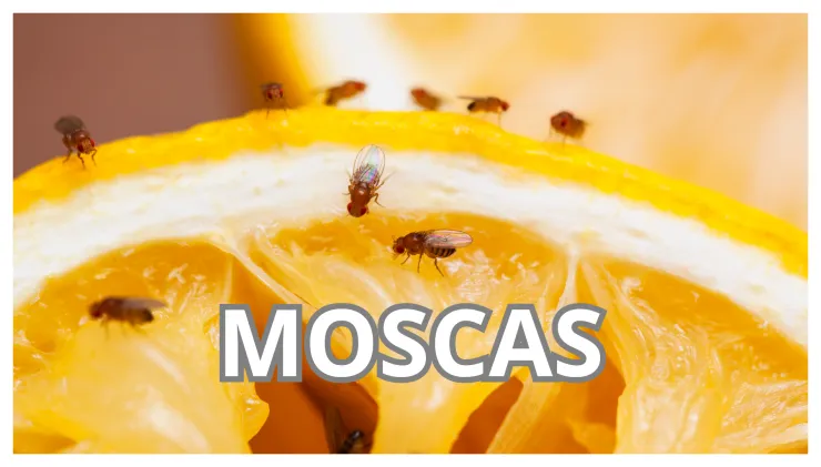 Moscas de fruta