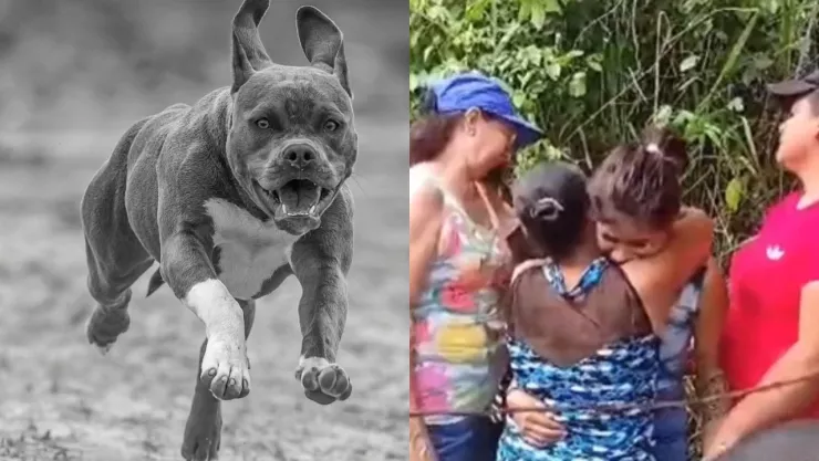 Perros pitbull atacan a niño 