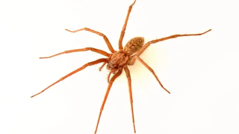 Araña de casa
