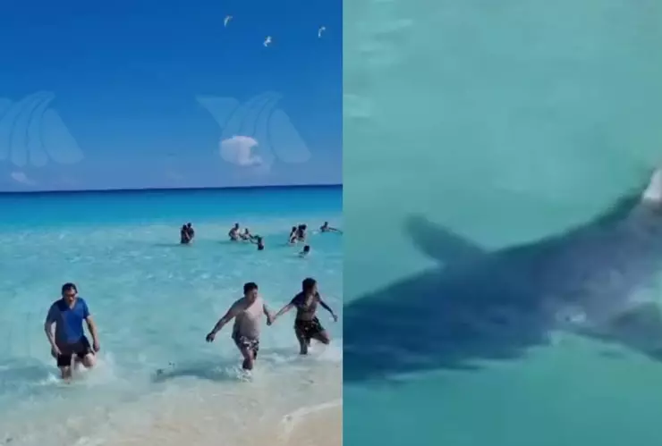 Tiburón en playa de Cancún sorprende a bañistas; video
