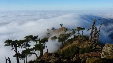 prohíben observación recreativa tiburón blanco isla guadalupe