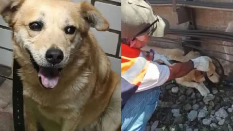 Miel, la perrita rescatada en el Metro CDMX se reencontró con su dueña.