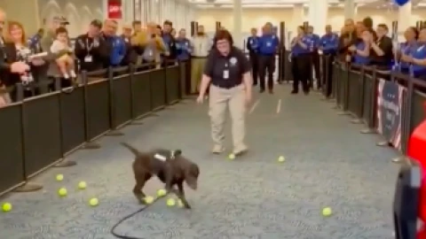 Perrito lluvia de juguetes
