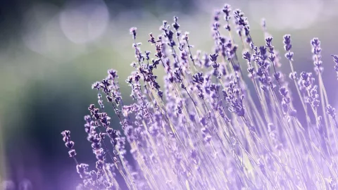 plantas anti-moscas.jpg