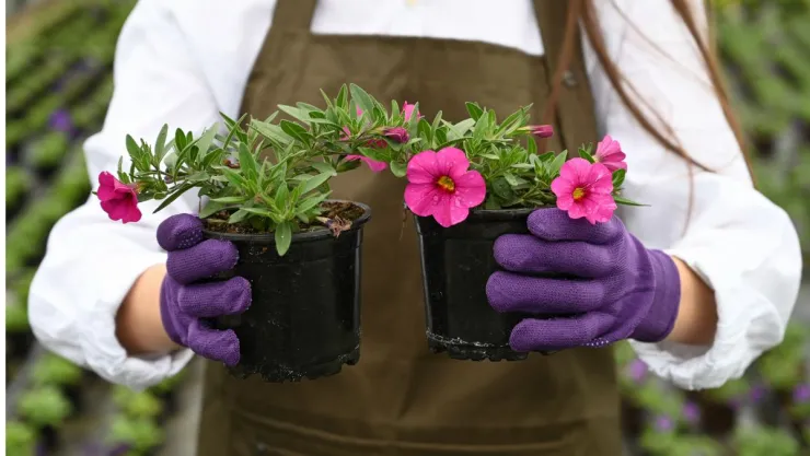 plantas-ideales-para-cultivar-en-otono