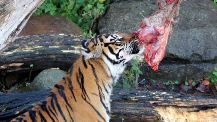 zoológico-dinamarca-pide-mascotas-alimentar-depredadores-tigre
