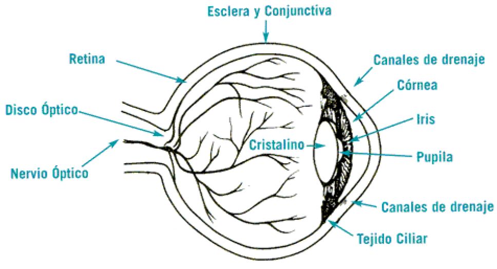 Anatomía del ojo.