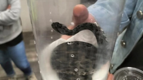 serpiente metro cdmx