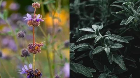 Salvia de Baja California: Planta nativa de la región