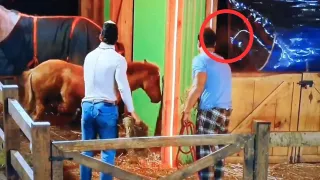 Surgen teorías sobre duendes en La Granja VIP tras peculiar hallazgo con los caballos
