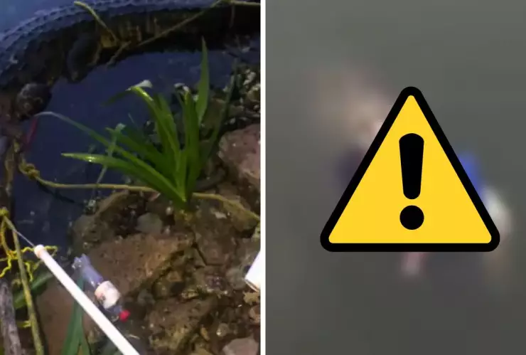 Ataque de cocodrilo en Tampico resurge en redes y recuerda un hecho que conmocionó a la comunidad