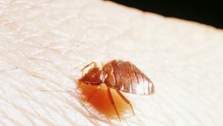 Por plaga de chinches