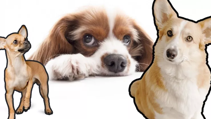 señales perros muerte