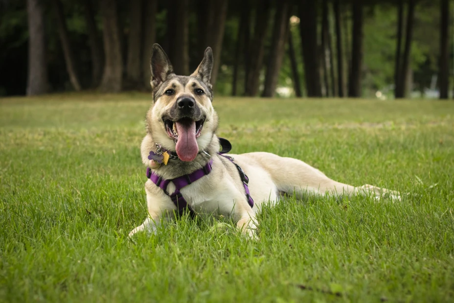 Perros y humanos son mejores amigos desde hace 40 mil años