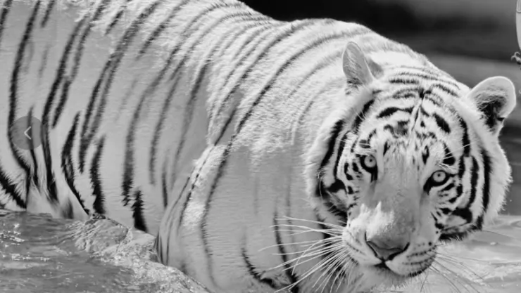 Necropsia del tigre Kenzo; UNAM da a conocer la causa preliminar de su muerte en Edomex
