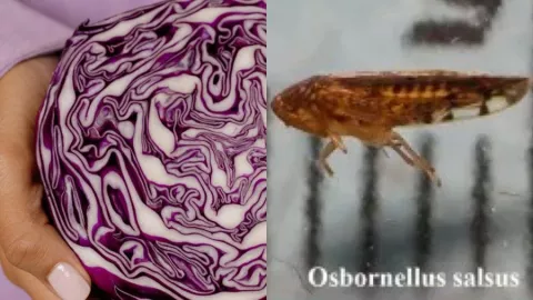 Alerta agrícola: detectan insecto desconocido en cargamento de verduras mexicanas rumbo a Estados Unidos