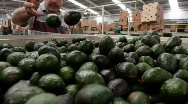 Aguacate
