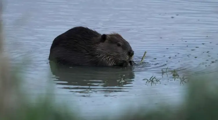 Un castor en el río Green, Wyomin.