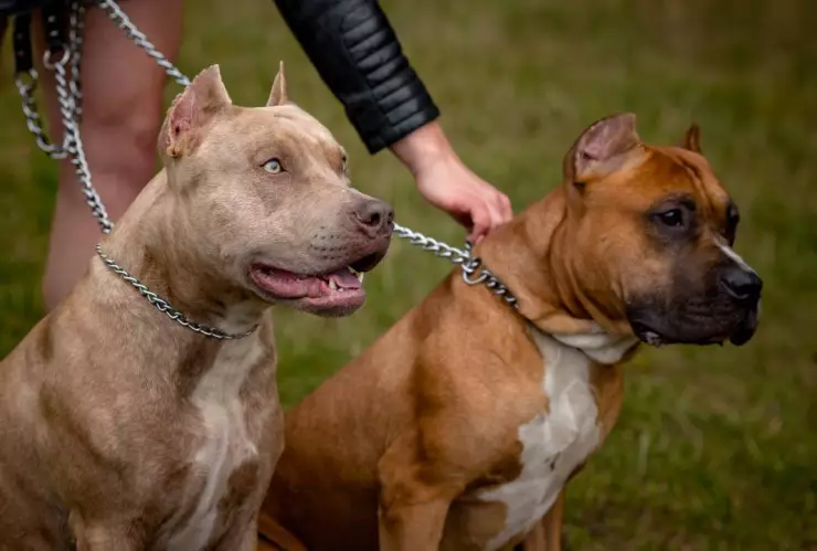 Pitbull pareja de adultos mayores