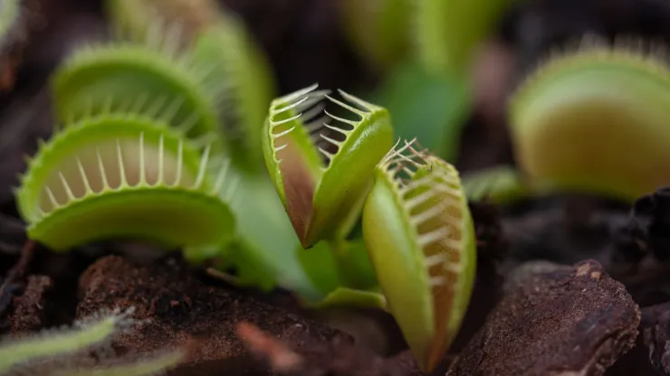plantas carnívoras