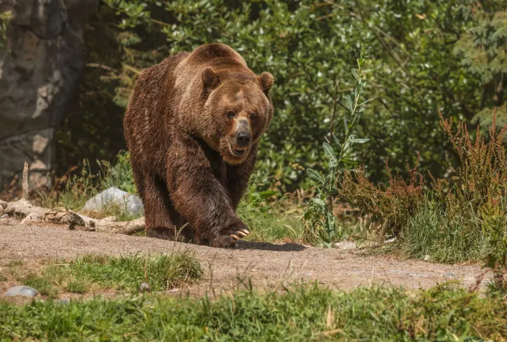 Oso sorprende a residentes de Europa.jpg