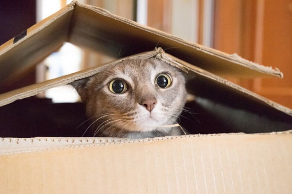 gato dentro de una caja.jpg