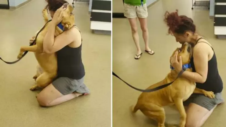 Mujer encuentra a su perro perdido cuando buscaba adoptar una mascota