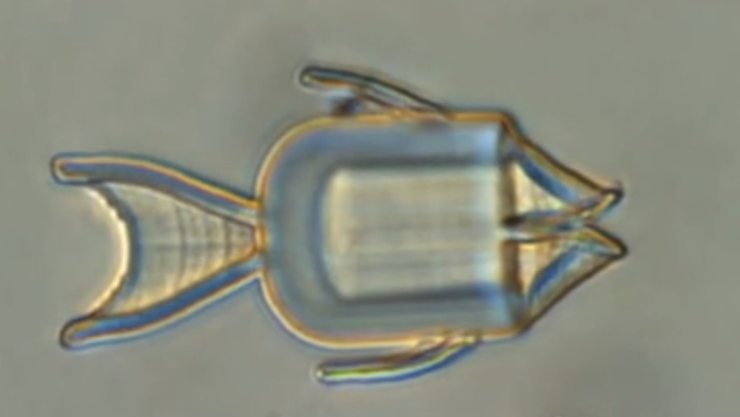 microrobots peces.jpg
