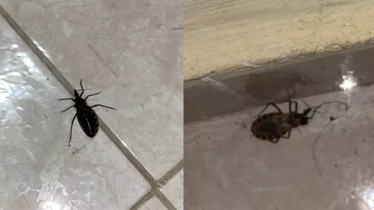 hallan insecto mal de chagas las americas