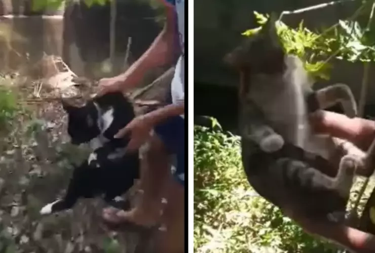 gatitos_veracruz_canal_de-aguas-negras (1).jpg