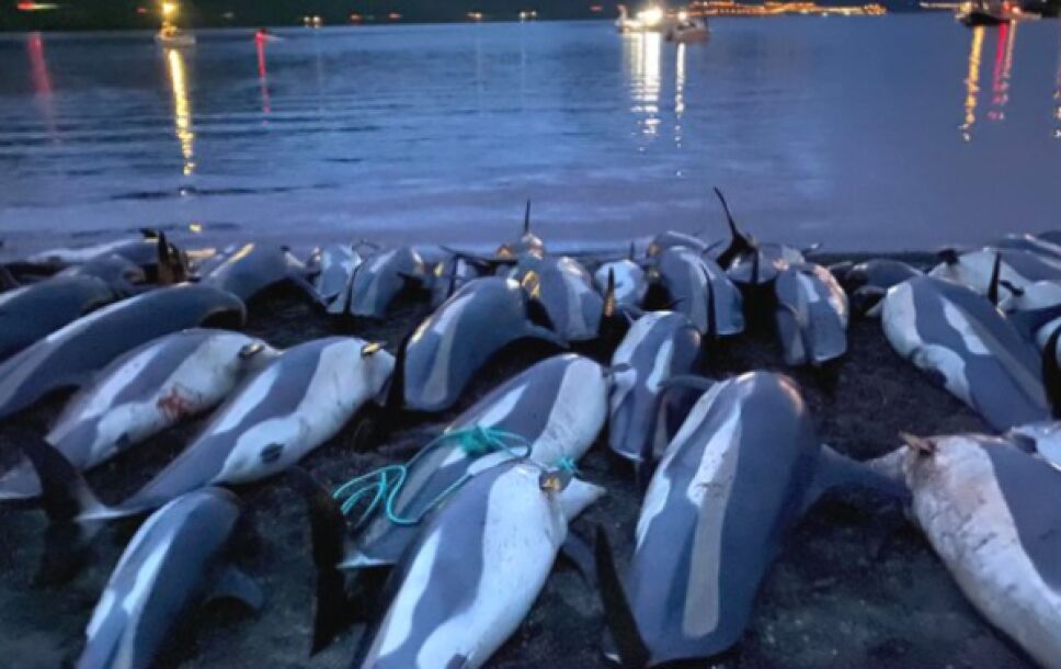 delfines